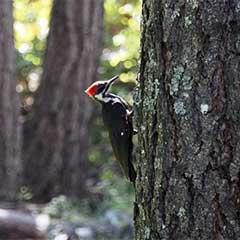 Madrone Audubon Society