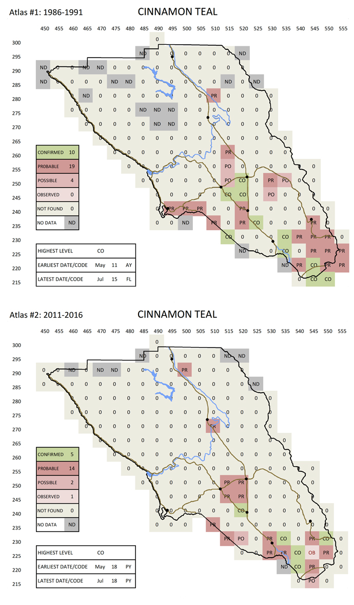 Cinnamon Teal map