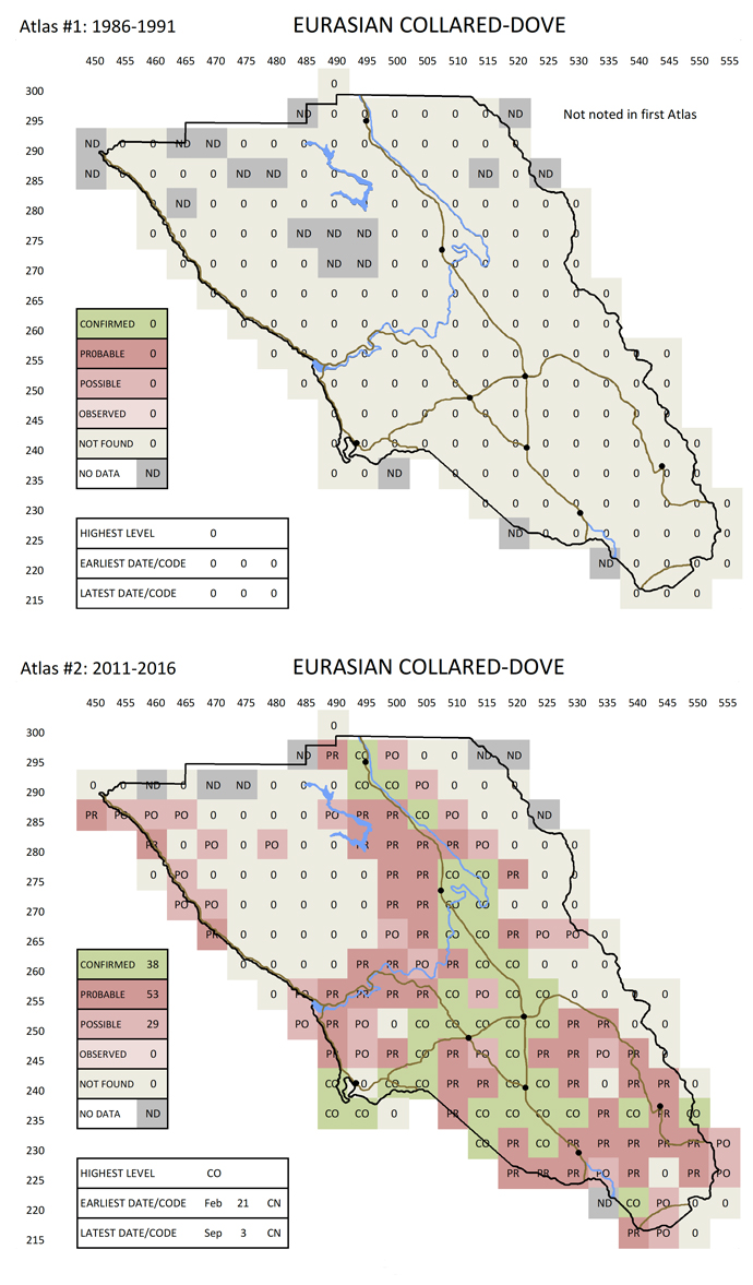 Eurasian Collared-Dove map