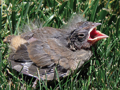 I found a baby bird. What do I do?