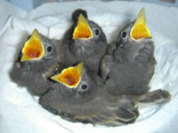 Nestlings