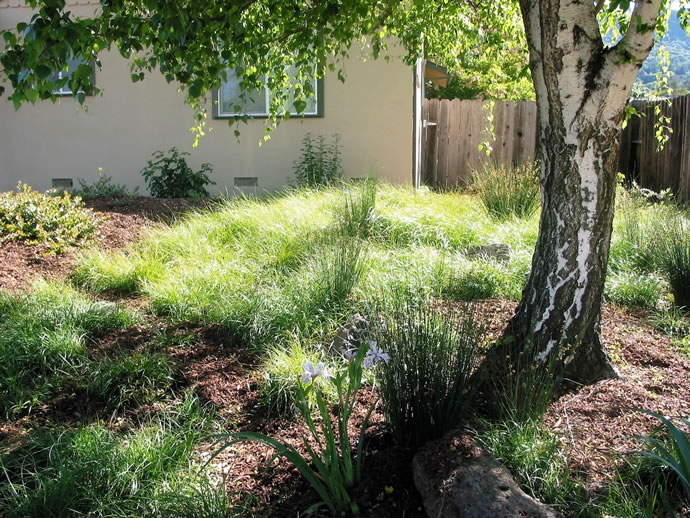 Carex pansa lawn - designed by Alrie Middlebrook