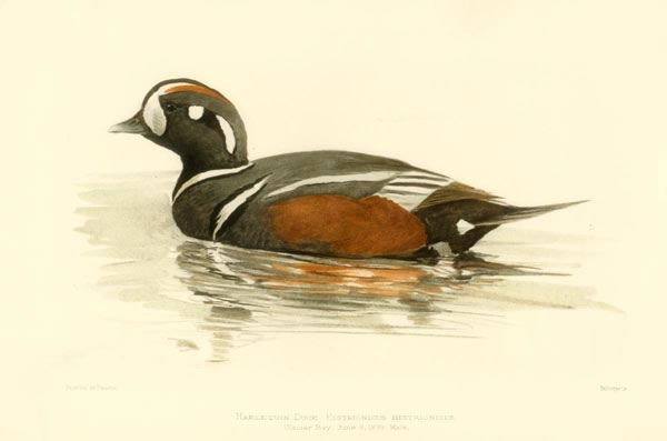 Harlequin Duck, by Louis Fuertes (1874 - 1927)