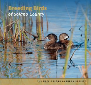 Breeding Birds of Solano County