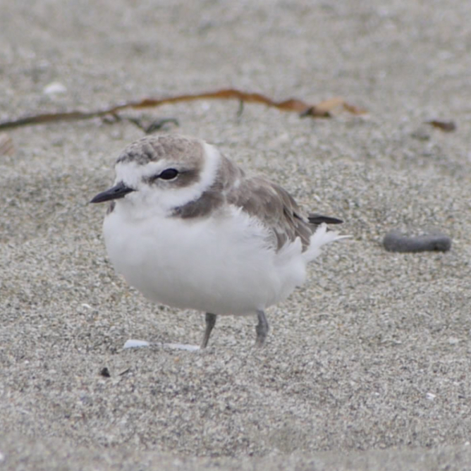 Snowy Plover